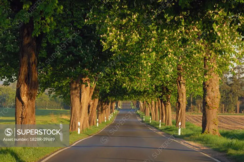 Tree-Lined Country Road with Chestnut Trees in Bloom, Mecklenburg-Vorpommern, Germany   