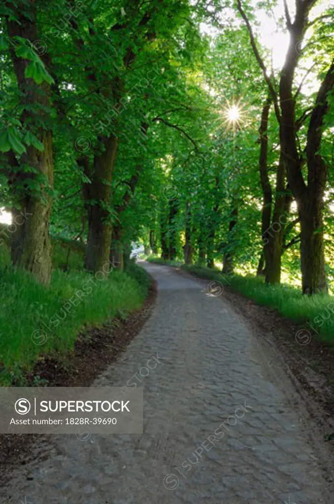 Tree-Lined Country Road, Mecklenburg-Vorpommern, Germany   