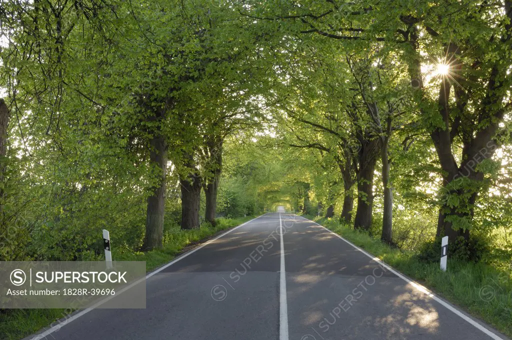 Tree-Lined Country Road, Ruegen, Mecklenburg-Vorpommern, Germany   