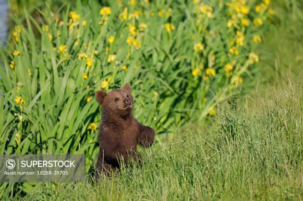 Brown Bear Cub   