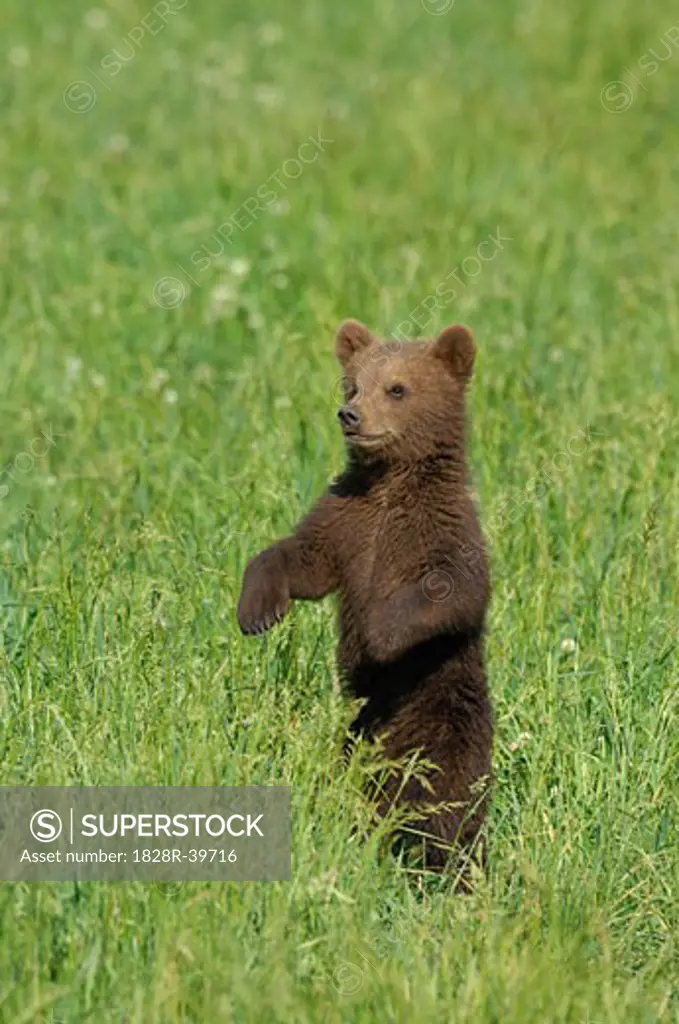 Brown Bear Cub in Meadow   