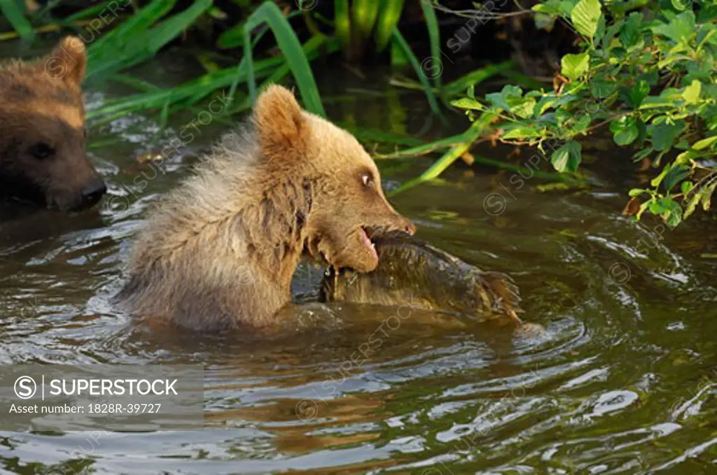 Young Brown Bear Catching Fish   