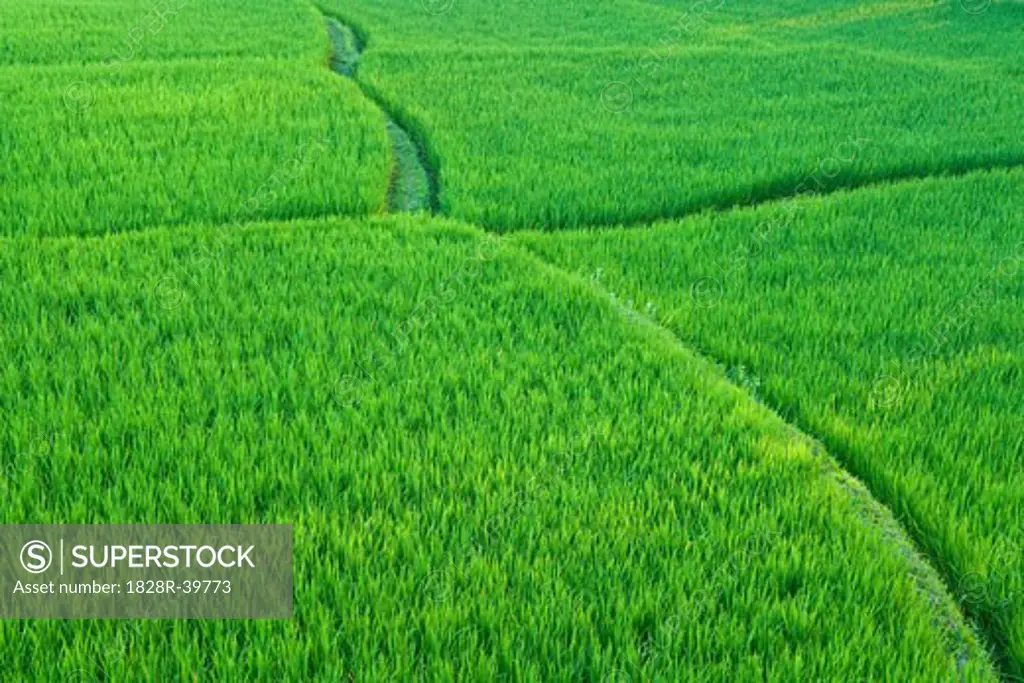 Rice Fields Near Ubud, Bali, Indonesia   