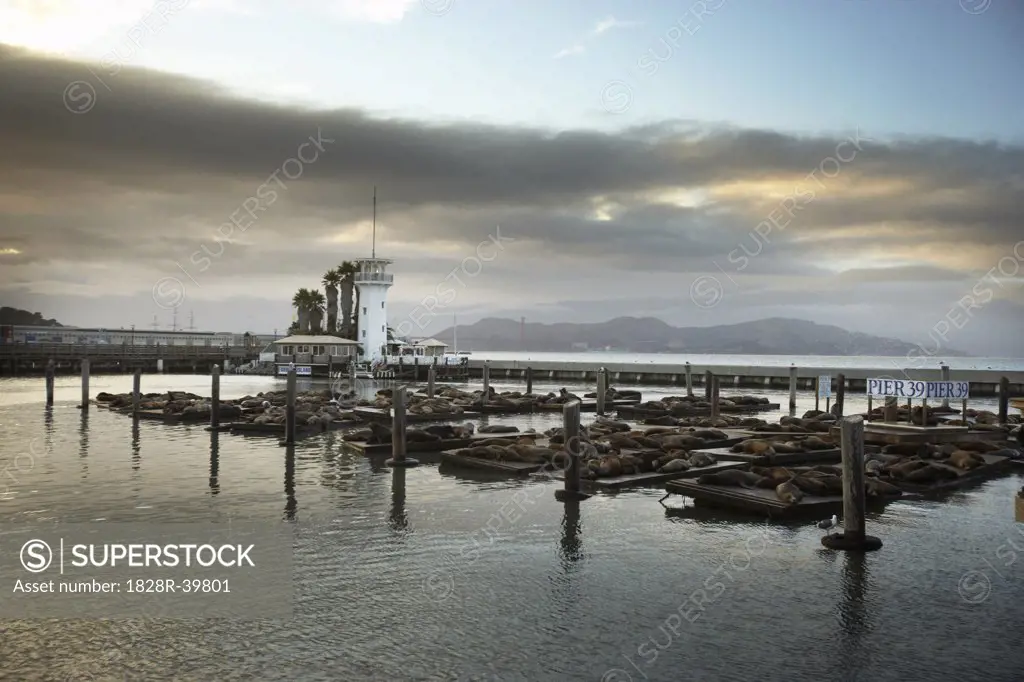 Sea Lions at Pier 39, San Francisco, North California, California, USA   