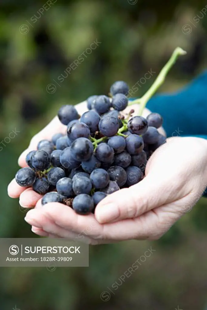 Close-up of Person Holding Grapes   