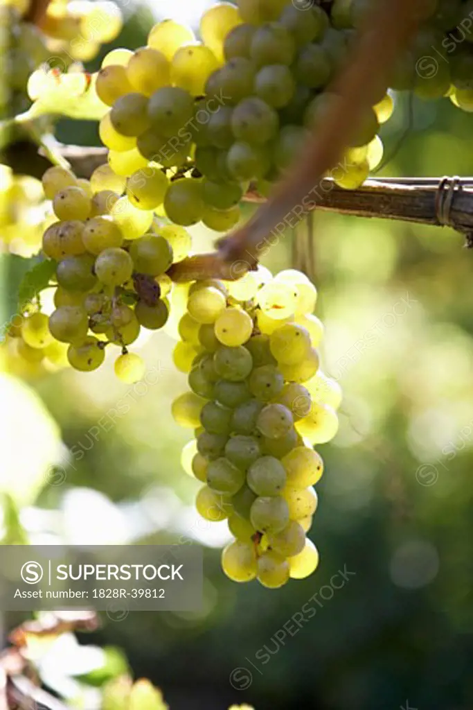 Close-up of Wine Grapes   