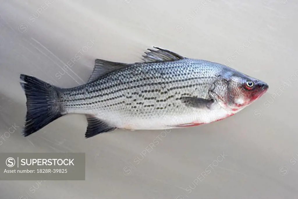 Sea Bass   