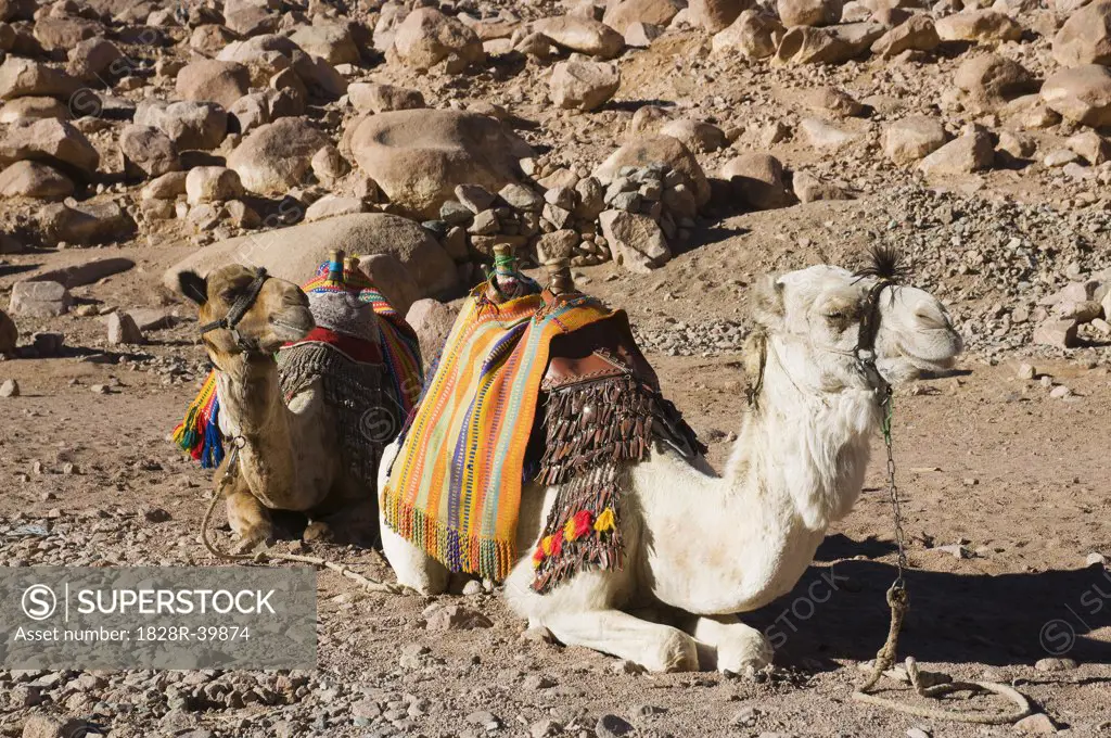 Camels, Mount Sinai, Sinai, Egypt   