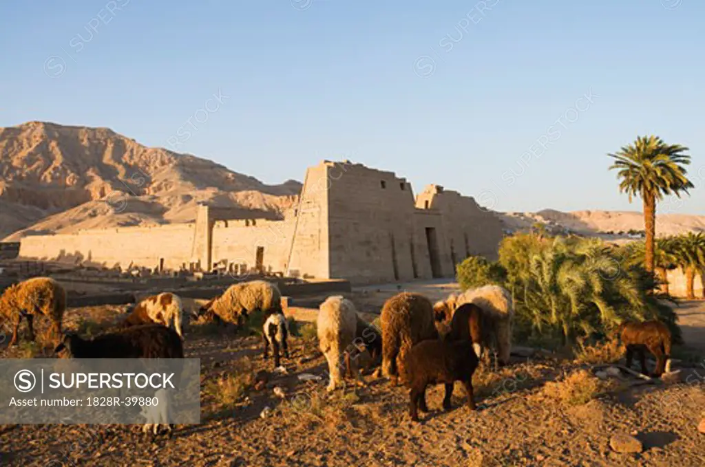 Medinet Habu Temple, West Bank, Luxor, Egypt   