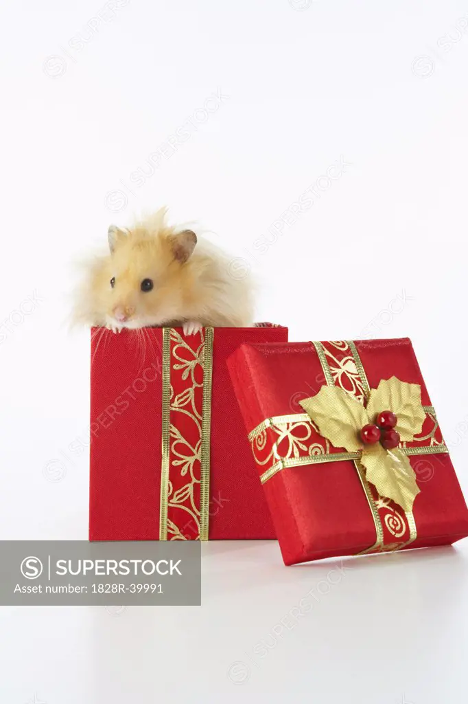 Hamster in Christmas Present   