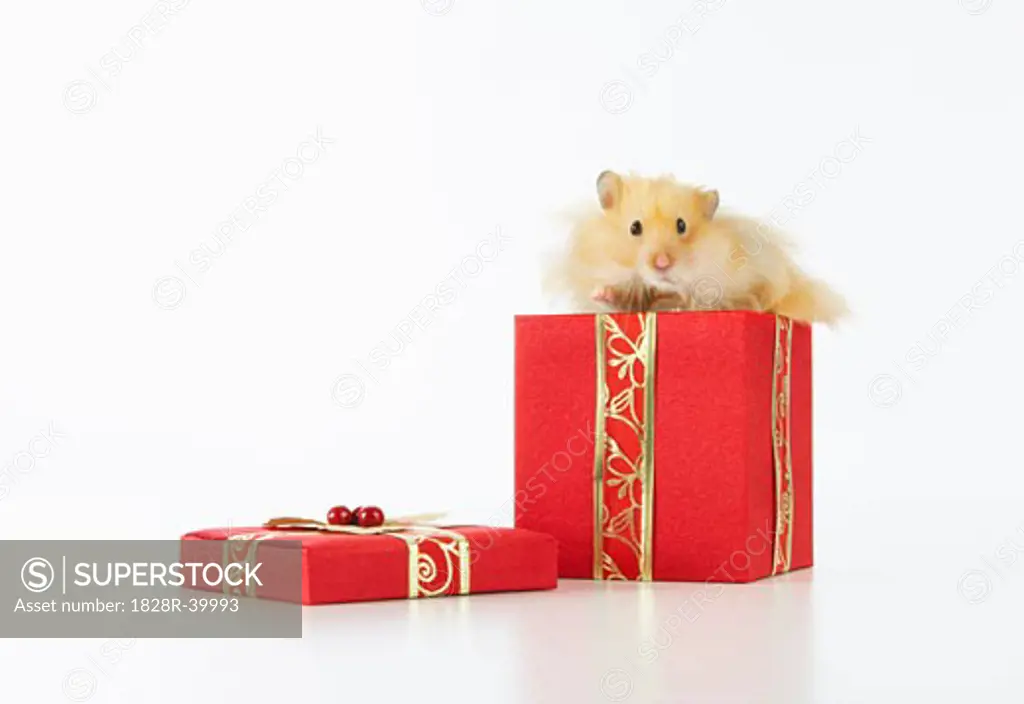 Hamster in Christmas Present   