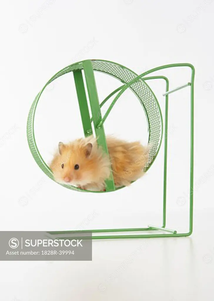Hamster on Exercise Wheel   