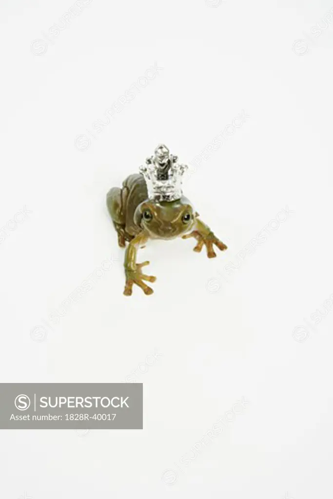 Frog Prince   