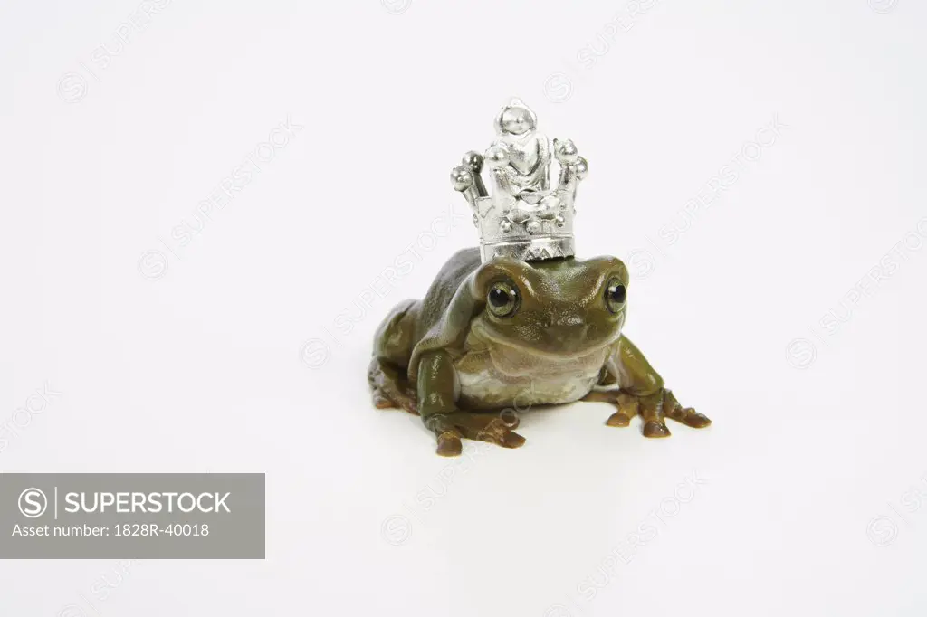 Frog Prince   