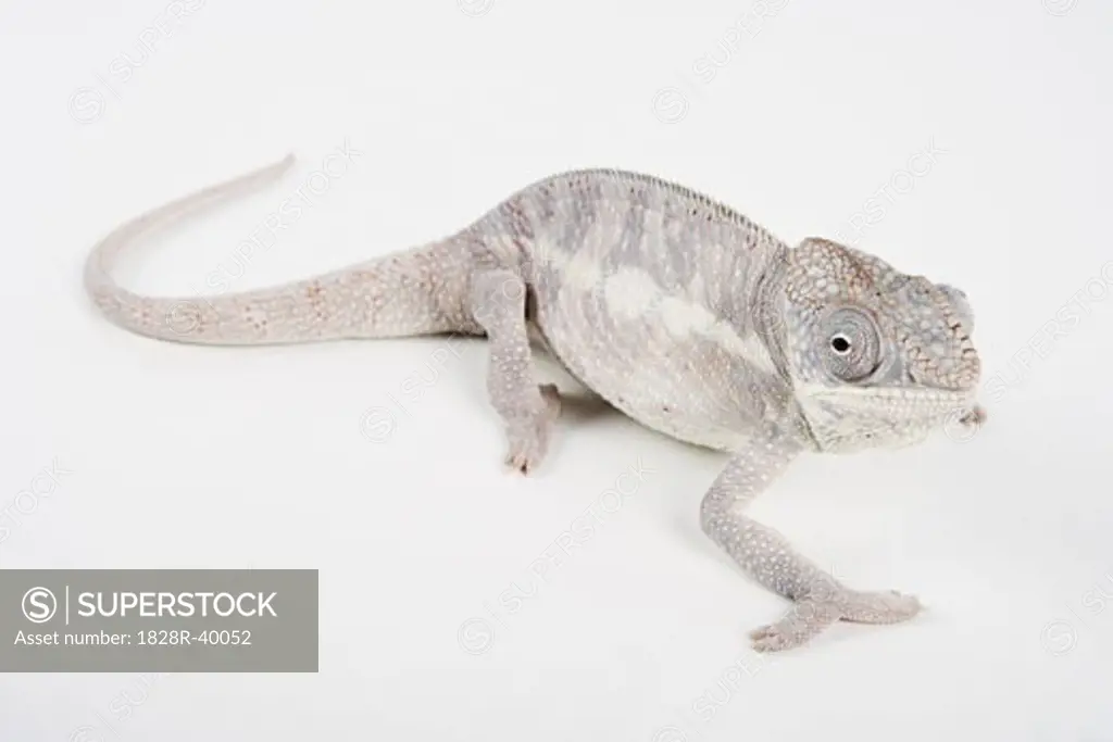Portrait of Lizard   