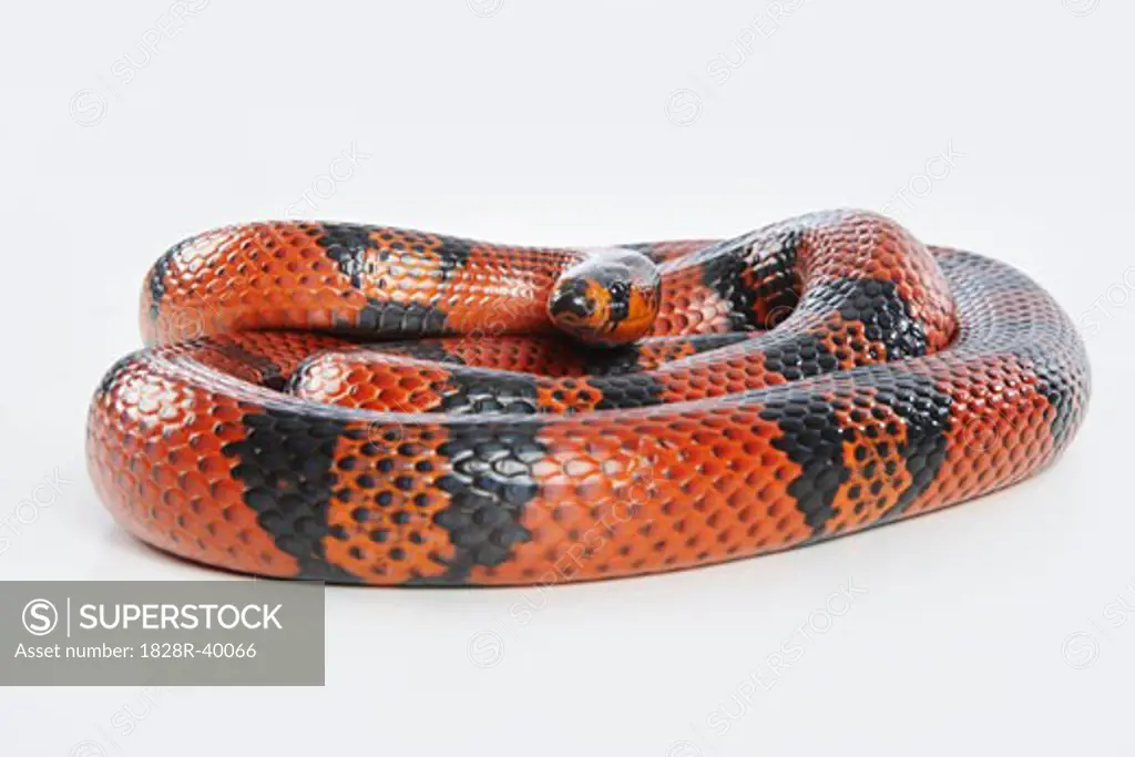 Snake   