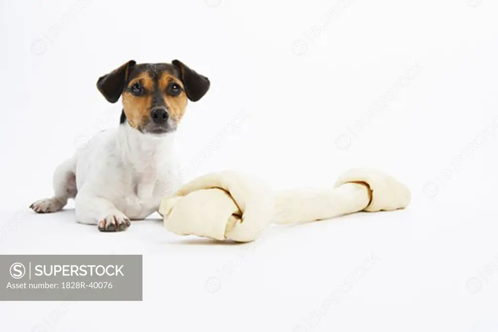 Portrait of Dog with Large Rawhide Bone   