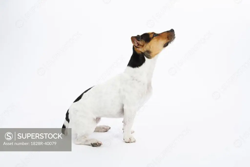 Portrait of Dog   