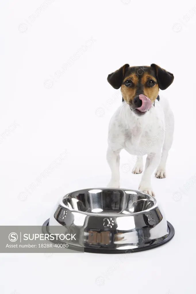 Dog with Large Bowl   