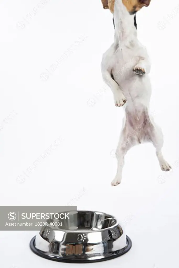Dog Jumping by Large Bowl   