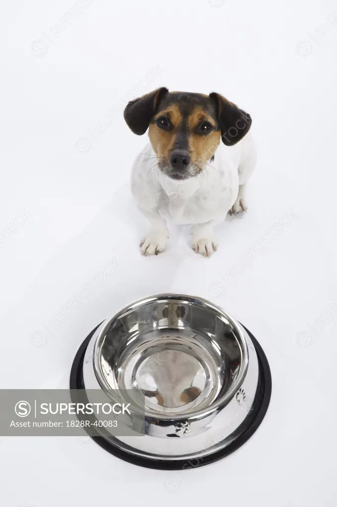 Dog with Large Bowl   