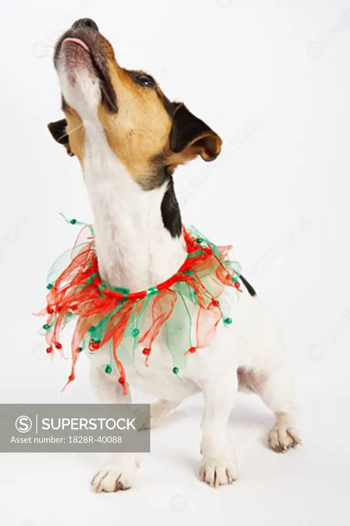 Dog with Christmas Collar   