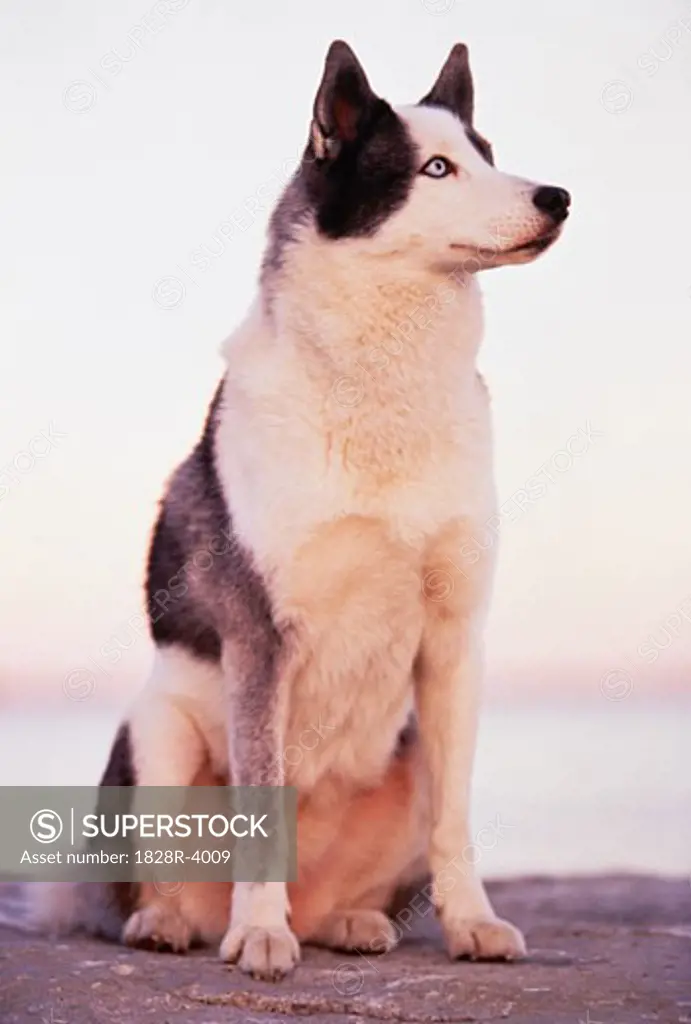 Siberian Husky Sitting on Rock   