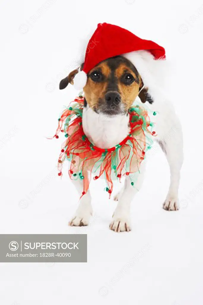Dog with Christmas Collar and Santa Hat   