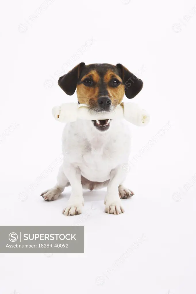 Dog with Rawhide Bone   