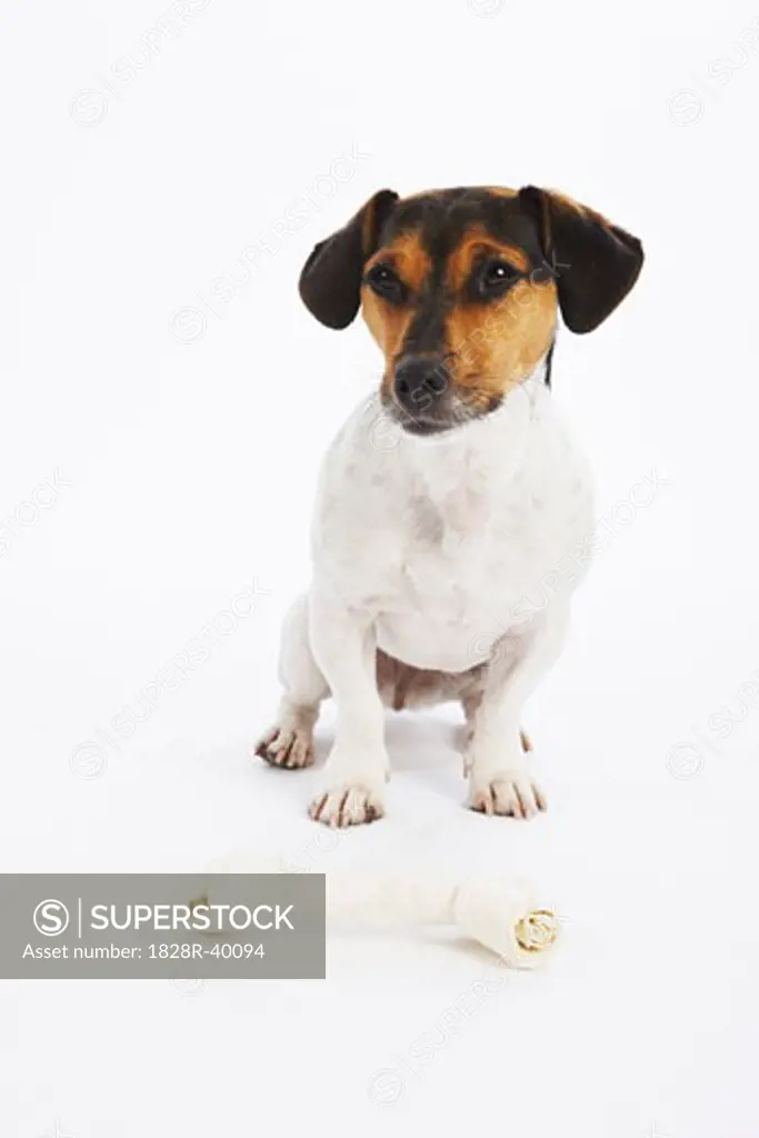 Dog with Rawhide Bone   