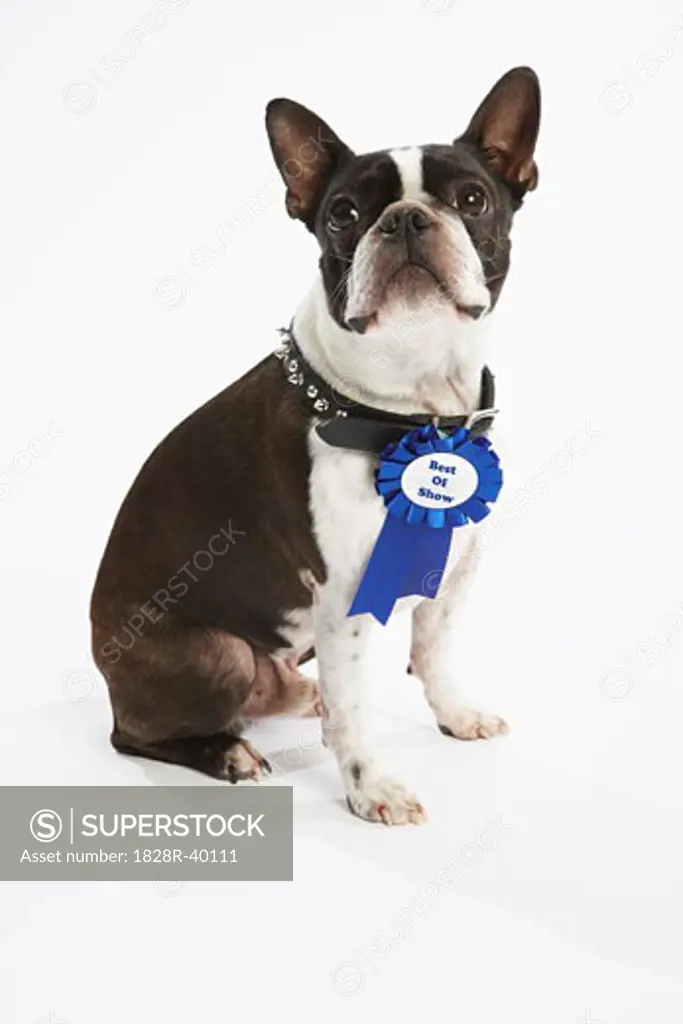 Dog with Prize Ribbon   