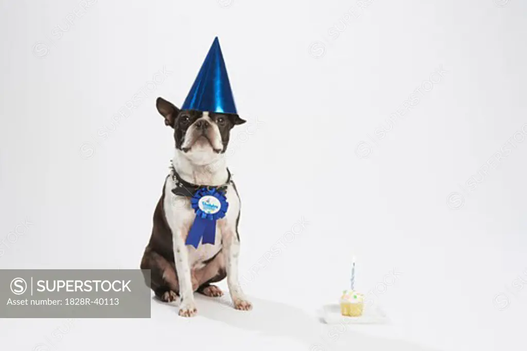 Dog with Prize Ribbon and Party Items   