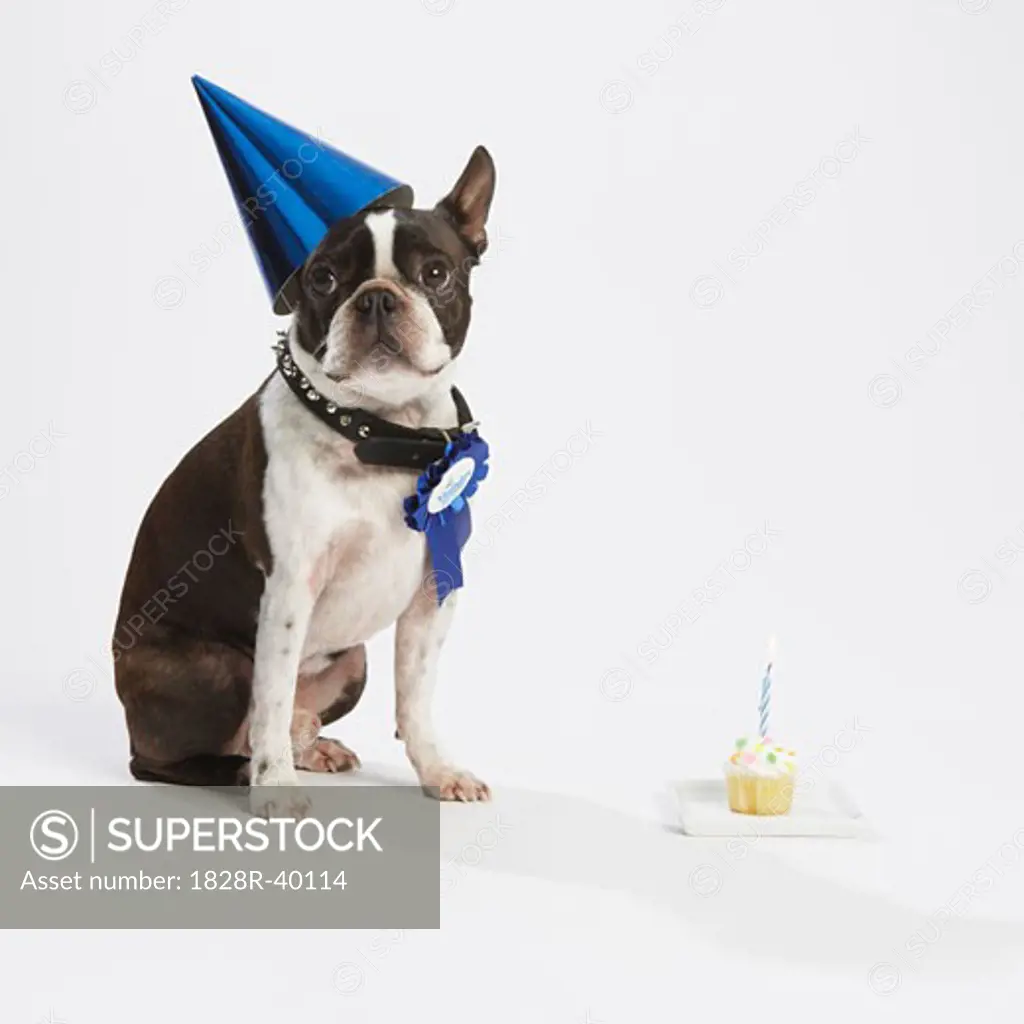 Dog with Prize Ribbon and Party Items   