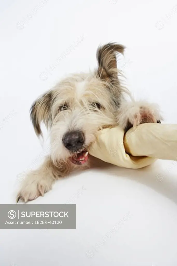 Dog Chewing on Rawhide Bone   