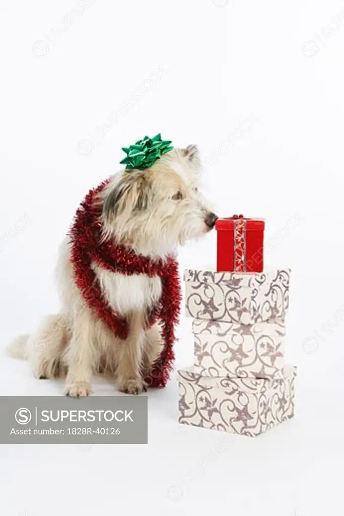 Dog with Decorations and Presents   