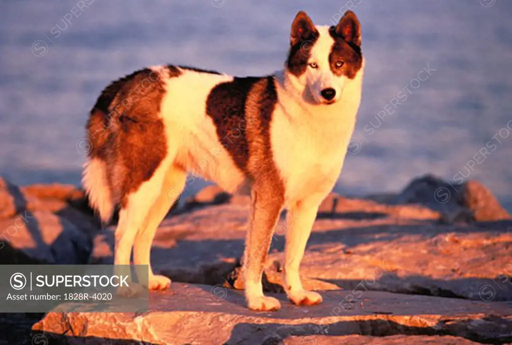 Portrait of Siberian Husky Standing on Rock at Sunset   