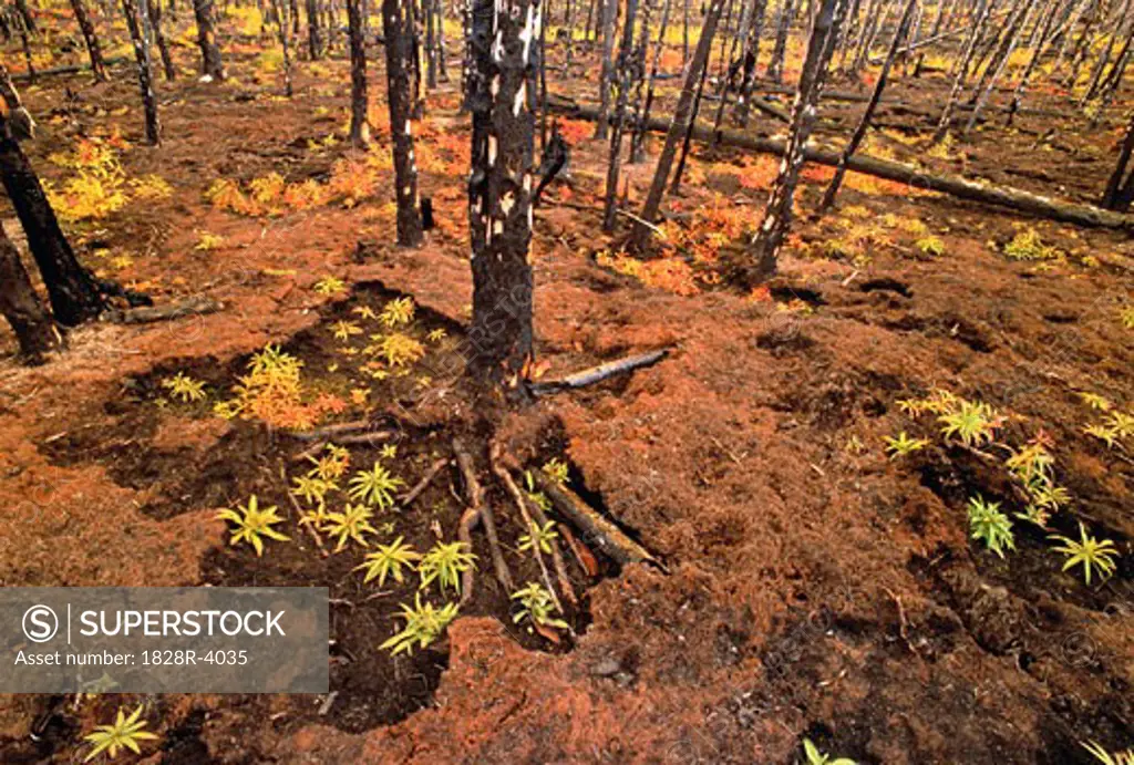 Forest Floor with Fire Damage Yukon Territories, Canada   