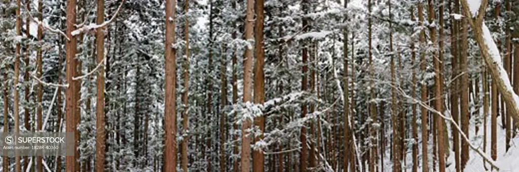 Snow-Covered Pine forest, Jigokudani Onsen, Nagano, Japan   