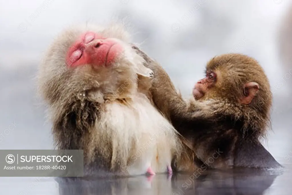 Japanese Macaques Grooming, Jigokudani Onsen, Nagano, Japan   