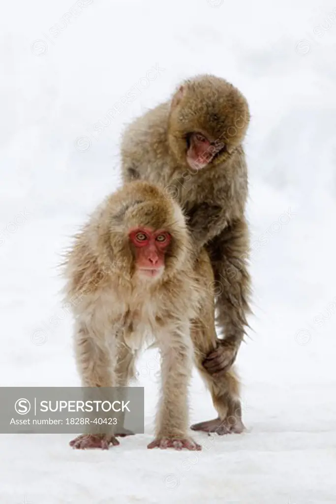 Japanese Macaques, Jigikudani Onsen, Nagano, Japan   