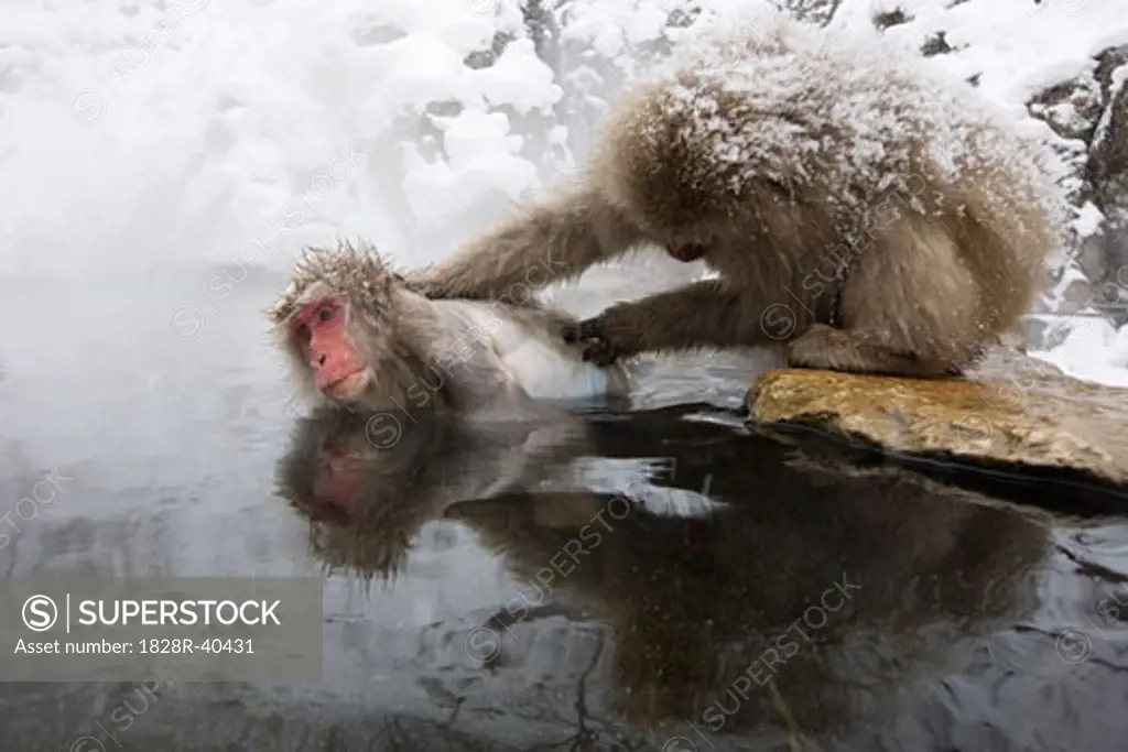 Japanese Macaques Grooming in Jigokudani Onsen, Nagano, Japan   
