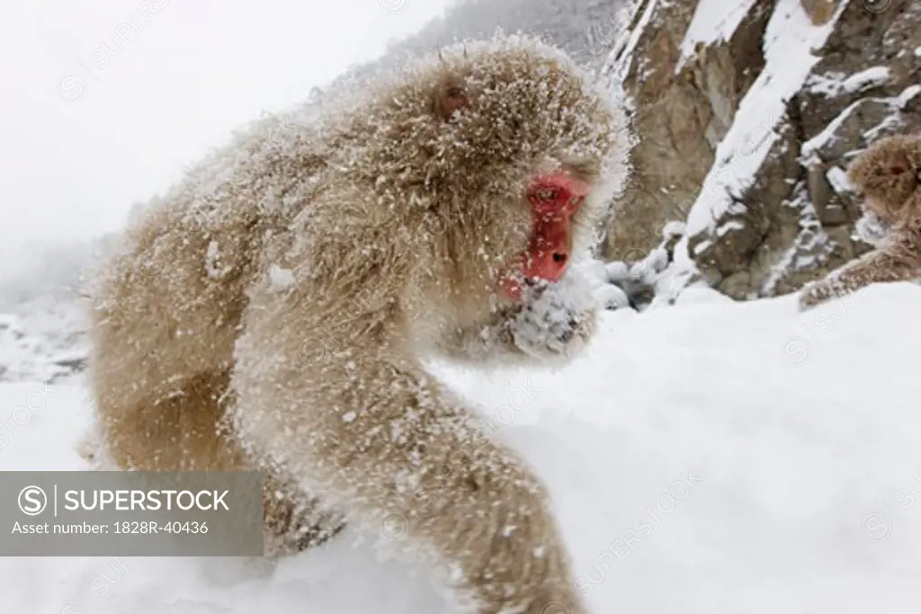 Japanese Macaque Foraging for Food, Jigokudani Onsen, Nagano, Japan   