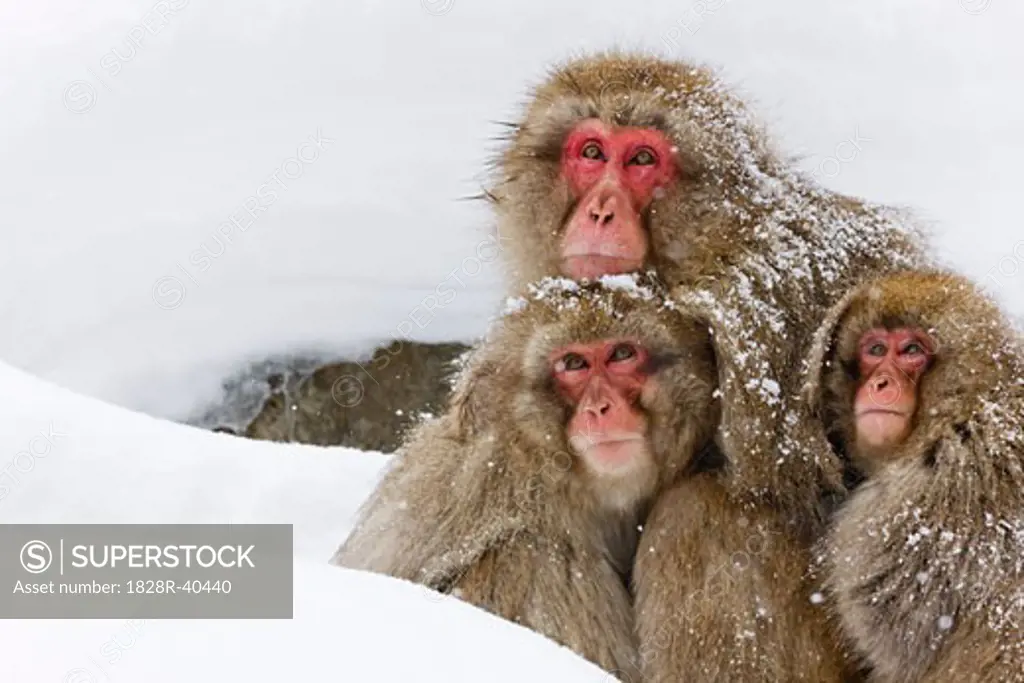Portrait of Japanese Macaques, Jgokudani Onsen, Nagano, Japan   