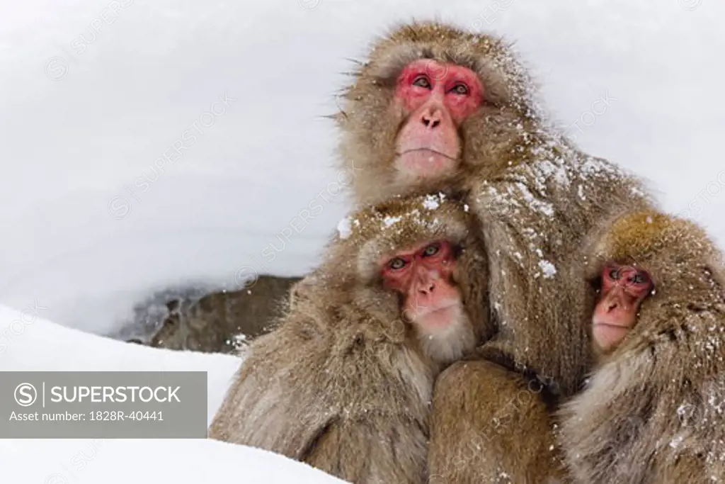 Portrait of Japanese Macaques, Jgokudani Onsen, Nagano, Japan   