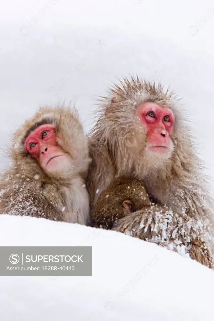Japanese Macaques, Jigokudani Onsen, Nagano, Japan   