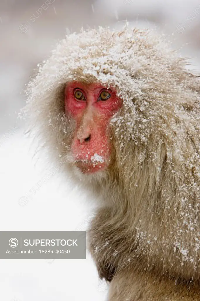 Portrait of Japanese Macaque, Jigokudani Onsen, Nagano, Japan   