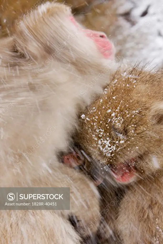 Japanese Macaques Huddled in Snow Jigokudani Onsen, Nagano, Japan   