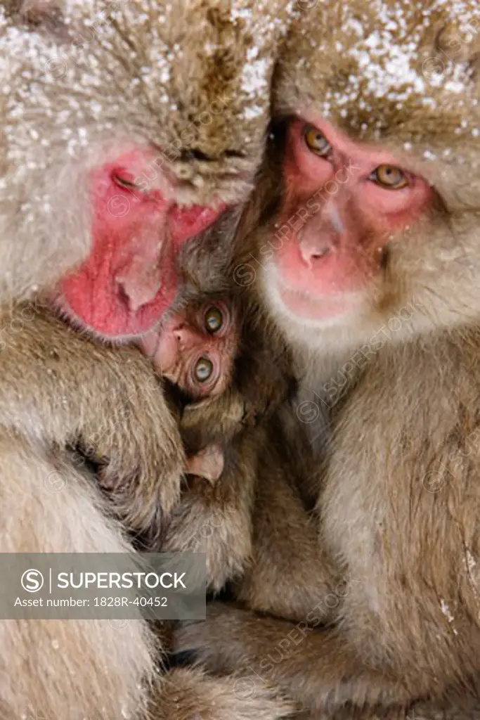 Japanese Macaques Huddled Together, Jigokudani Onsen, Nagano, Japan   