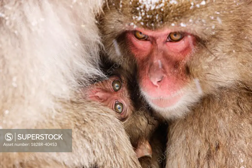 Japanese Macaques Huddled Together, Jigokudani Onsen, Nagano, Japan   
