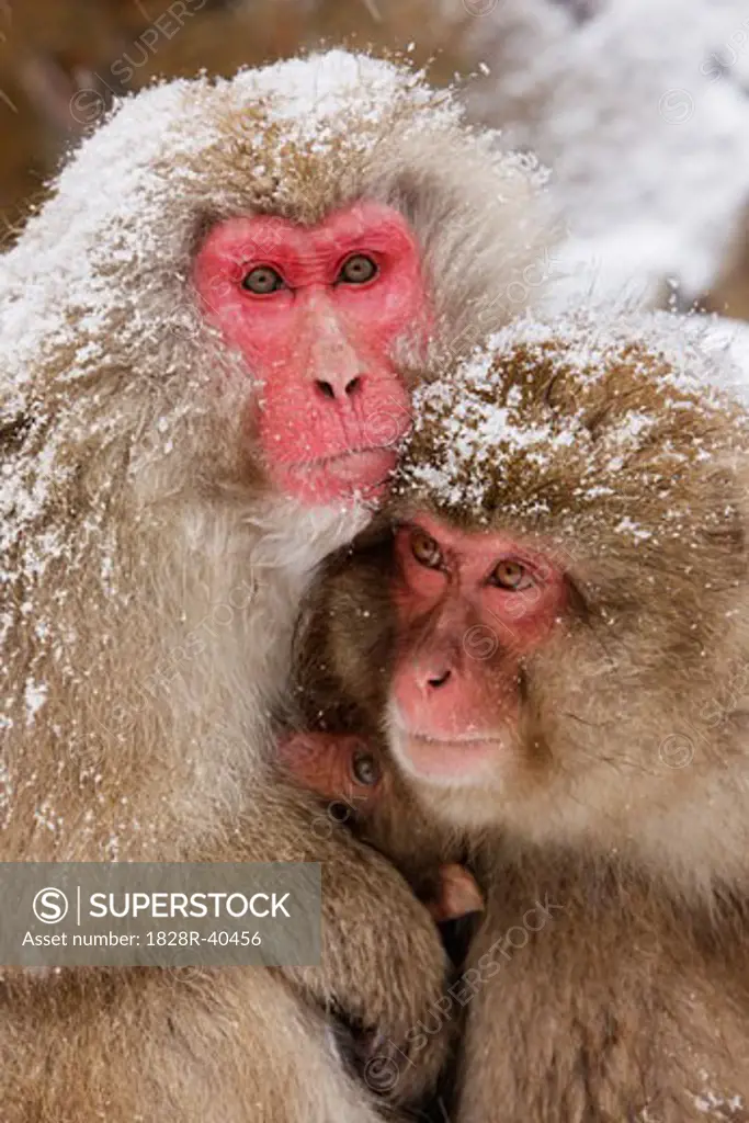 Japanese Macaques, Jigokudani Onsen, Nagano, Japan   